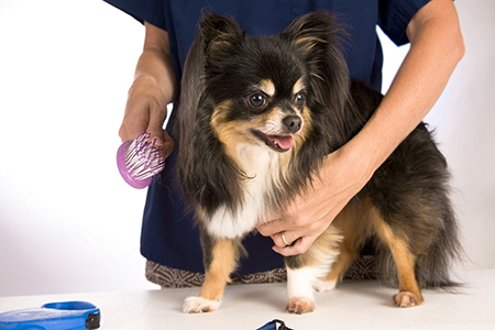 dog-grooming2