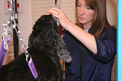 dog-grooming3