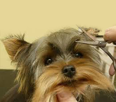 dog-grooming2