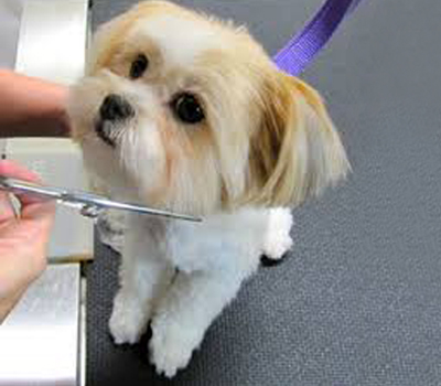 dog-grooming2